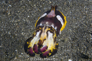 flamboyant cuttlefish in Lembeh,nikon d2x 60mm macro by Puddu Massimo 